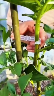 Conector de Enraizamento para Plantas