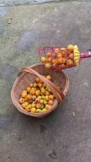 Colhedor de Frutas
